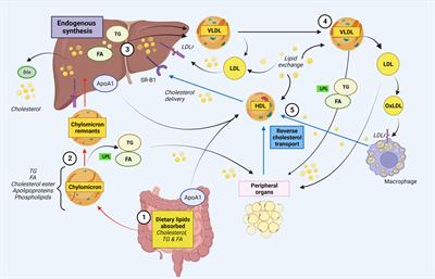 Disturbed lipid profile in common variable immunodeficiency – a pathogenic loop of inflammation and metabolic disturbances